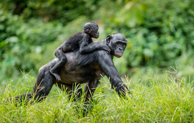 Naklejka premium Bonobo Cub na plecach matki. Zielone tło naturalne w środowisku naturalnym. Bonobo (Pan paniscus), zwany szympansem karłowatym. Demokratyczna Republika Konga. Afryka