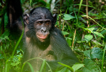 Close up Portrait of Bonobo in natural habitat. Green natural background. The Bonobo ( Pan paniscus). Democratic Republic of Congo. Africa