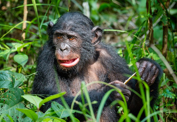 Close up Portrait of Bonobo in natural habitat. Green natural background. The Bonobo ( Pan paniscus). Democratic Republic of Congo. Africa