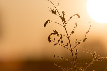 dry grass at sunset
