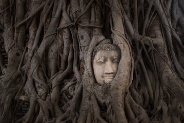 Buddha Head in Tree Roots, Wat Mahathat