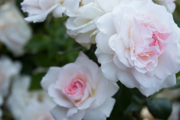 Fototapeta na wymiar цветущая в саду роза Бремер Штадтмузикантен