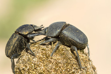 A pair of dung beetles (Scarabaeidae Coleoptera), and their dung, seen at the Marataba Game Reserve...