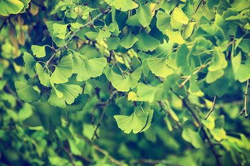 Fototapeta na wymiar Green and yellow fall leaves of Gingko Biloba - healing plant, nature vintage background