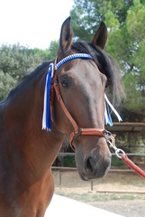 Andalusian horses © Joanna