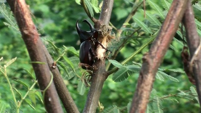 Top view of a Siamese rhinoceros beetle or fighting beetle, Xylotrupes gideon, feeding. 