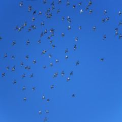 Nieboo pełne ptaków