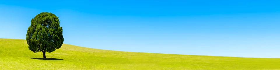 Großer Baum auf einer grünen Wiese im Frühling © eyetronic