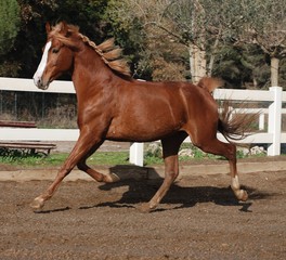 Andalusian horses © Joanna