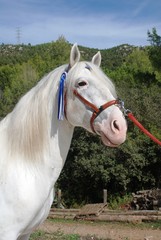 Andalusian horses © Joanna