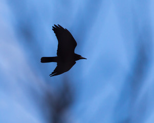 Crow on a background of blue sky through the trees