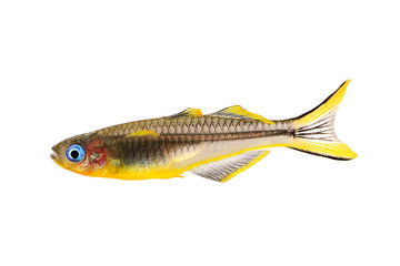 Forktail blue-eye Rainbow Pseudomugil furcatus tropical aquarium fish