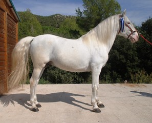 Andalusian horses © Joanna