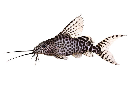 Featherfin squeaker catfish Synodontis Epterus Aquarium fish isolated on white