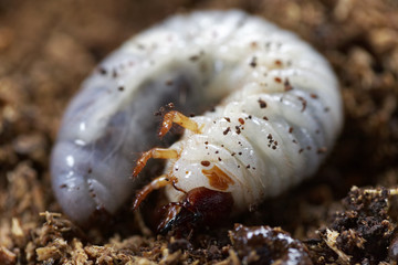 カブトムシの幼虫