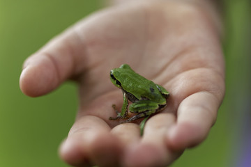 子どもとアマガエル