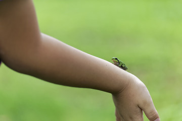 子どもとアマガエル