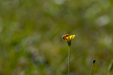 ミツバチとタンポポ