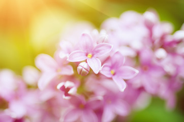 Branch of lilac flowers with the leaves, macro image with sunshine