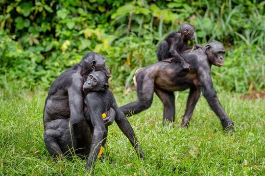 Mating Bonobos on green meadow. Natural green background in natural habitat. The Bonobo ( Pan paniscus), Democratic Republic of Congo. Africa