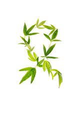 Fight cancer sign made from marijuana leaves