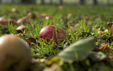 Apple fallen. Fallen apples on the ground in a orchard. Fruits. Netherlands. Fall. Autumn. 