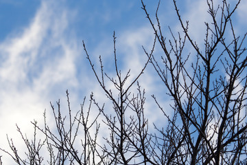 tree with bare branches against the sky