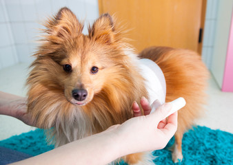 human bandage a shetland sheepdog in bathroom