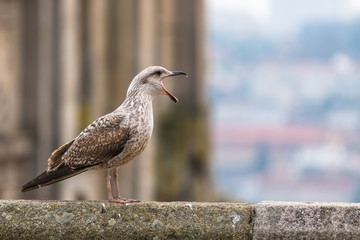 Screaming Seagull.