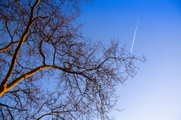 Tree branch on blue sky background.