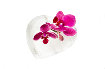 Orchidee mit Glas aus Herz isoliert vor weißem Hintergrund