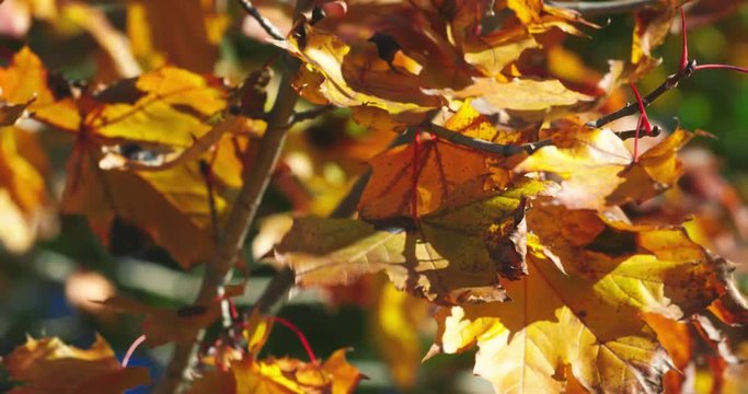 Close video of fall foliage maple leaves waving in a gentle breeze.