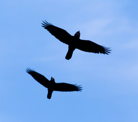 Crow on a background of blue sky