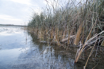 reeds on the lake at sunrise