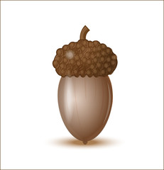 acorn