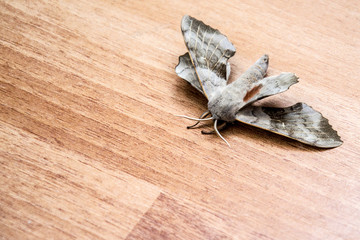 Naklejka premium Close up of the butterfly on the floor