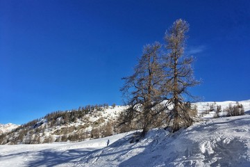 coppia di alberi nella neve