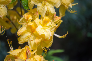 Obraz premium White and yellow-flowered azalea called Rhododendron occidentale in spring garden.