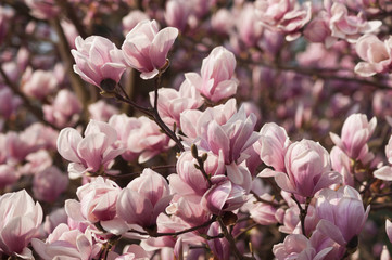 Blooming Magnolia. Photo taken with shallow depth of field and soft focus lens (vintage lens Helios)