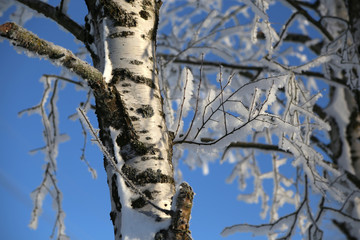 Obraz premium Winter Forest / Winter in the woods. Snowy forest in winter.