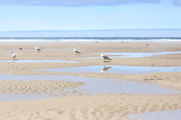 Seagulls basking in the sun