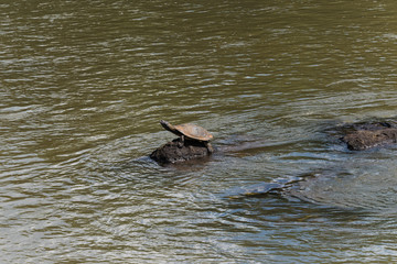 Tortoise sitting on a rock in the middle of a river