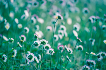 Naklejka premium Spring marguerite daisy flower in green grass, natural holiday vintage hipster background with copy space