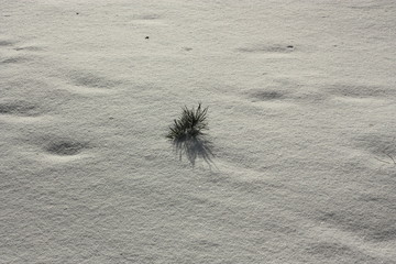 snow grass