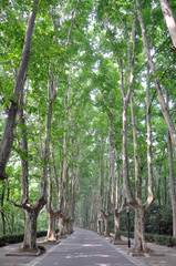 Historic tree-lined road near Xiaoling Mausoleum, Nanjing, Jiangsu, China. Ming Xiaoling Mausoleum is one of the Imperial Tombs of the Ming and Qing Dynasties, which is UNESCO World Heritage Site.