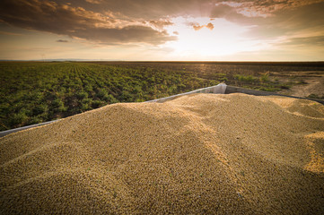 soybean harvest in sunset