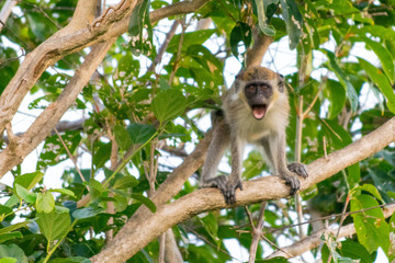 Angry Monkey In A Tree