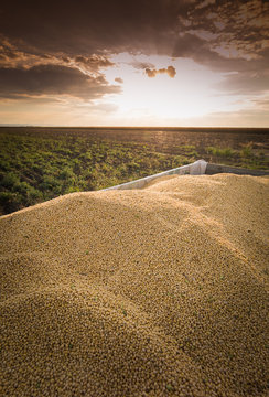 soybean harvest in sunset