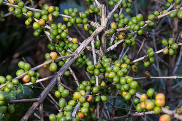 Costa Rica red and green coffee berries