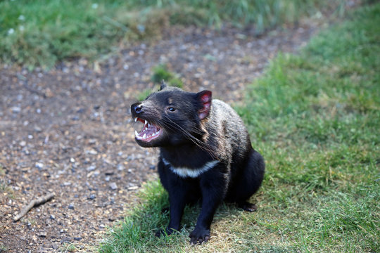 Tasmanischer Teufel auf Tasmanien. Australien